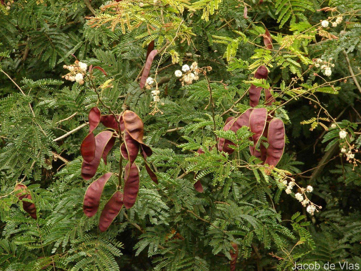 Senegalia caesia (L.) Maslin, Seigler & Ebinger